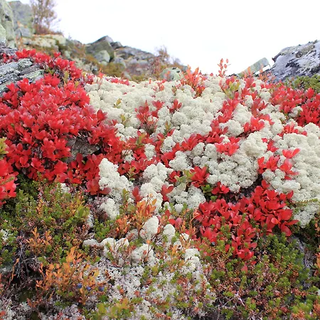Hogfjellshotell Ξενοδοχείο *