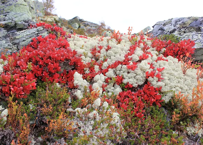Hogfjellshotell Hotel *