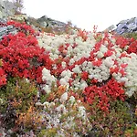 Hogfjellshotell Otel *